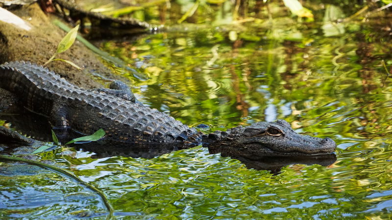 alligator submergé bord du lac wakula spring 