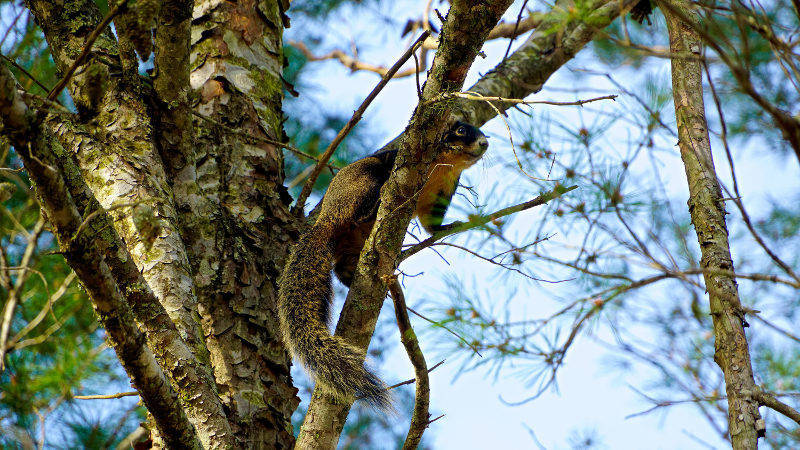 Fox squirrel Morriston, Florida