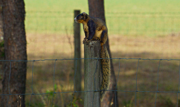 Fox squirrel Morriston, Florida