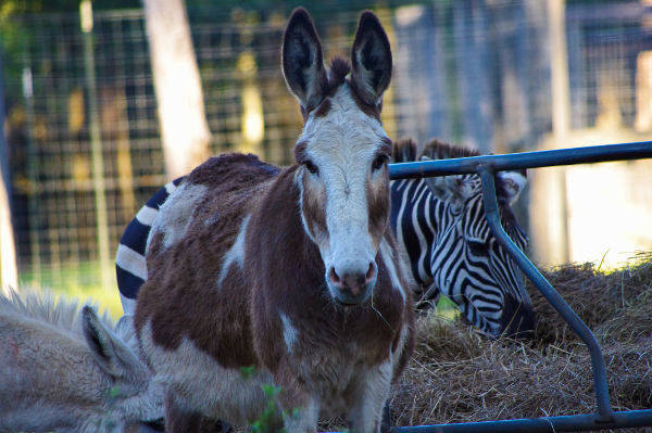 Donkeys, Zebra
